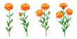 Set of beautiful yellow calendula in cartoon style. Vector illustration of spring and summer flowers large and small sizes with closed and open buds on white background.