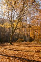 Wall Mural - autumn forest at sunrise. with the sun casting beautiful rays of light through the trees.