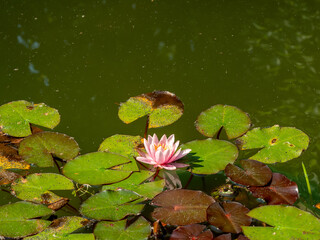 Wall Mural - Lilies in the pond. Blooming lilies on the water.