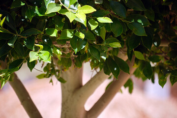 Wall Mural - closeup of fresh green tree with wooden trunk and vibrant green leaves growing in summer garden