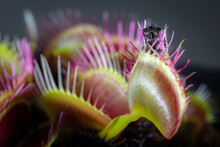 Wild Carnivorous Plant Dionaea Catching A Fly In Macro And Selective Focus