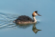  Great crested grebe (Podiceps cristatus) Colorful water bird. Reflection of the animal. Gelderland in the Netherlands. 