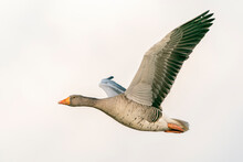 Greylag Goose (Anser Anser)  In Flight. Gelderland In The Netherlands. Isolated On A Grey Sky Background.                                                                 