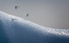 Pair Of Gulls Flying Low Over Iceberg With Shadows In The Ice