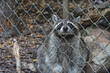 A raccoon looks sadly out of its cage in a zoo