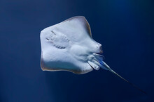 A Southern Stingray Shows Its Underside.