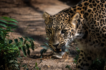 Wall Mural - A leopard showing its teeth, aggressive