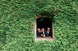 Front view of crazy and cheerful men in suits and sunglasses, standing and looking to camera from opened window, which placed in wall overgrown with green lush foliage