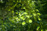 Fototapeta  - Zielona roślina listki na rozmytym tle w promieniach słońca Wiosenny Letni element do ogrodowego projektu	
