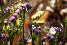 A White Butterfly (Pieris Brassicae) Collects Nectar From A Violet Flower Of A Statice (Limonium). Insect In Nature
