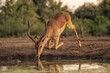 Impala (Aepyceros melampus) at waterhole in Mashatu Game Reserve;  Botswana