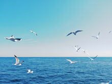 青い海の上を飛ぶ白いカモメ