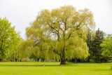 Fototapeta Big Ben - Large willow tree in the middle of a park