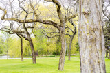 Fototapeta Big Ben - Neat row of trees in a public park