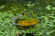 A large bullfrog shown closeup showing his head peeking out of a swamp. His eyes are looking right at the camera, and it looks like he is smiling. 