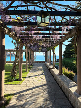 Long Pergola Entwined With Wisteria Overlooking The Sea