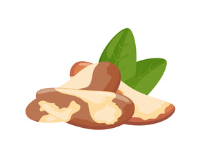 Wall Mural - Brazil nut with leaves, vector illustration isolated on white background