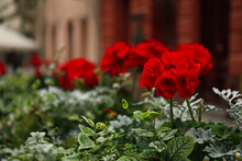 Beautiful Red Geranium Flowers Growing Outdoors, Closeup View