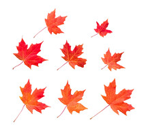 Group Of Orange Red Maple Leaves Isolated Cutout