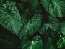 Large Foliage Of Tropical Leaves With Dark Green Texture,  Nature Background.