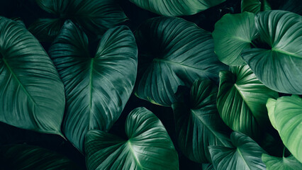 large foliage of tropical leaves with dark green texture, nature background.