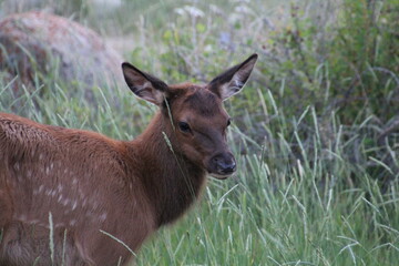 Wall Mural - Cute Elk, Jasper National Park, Alberta