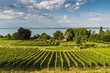 Vineyard at Lake Constance, Hagnau am Bodensee, Germany