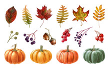 Autumn Pumpkin, Leaves, Berries, Acorn Watercolor Set. Hand Drawn Illustration. Ripe Orange, Green, Yellow Pumpkins, Fallen Leaves, Berries. Autumn Elements On White Background