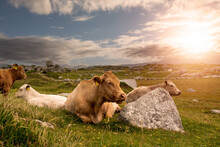 Herd Of Cows Laying On A Grass Field. Blue Cloudy Sky. Agriculture Industry. West Of Ireland. Picturesque Scenery. Irish Landscape. Relaxing On Fresh Air Concept. Sun Flare