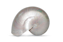 Image Of Pearl Shell Of A Nautilus Pompilius On A White Background. Sea Shells. Undersea Animals.
