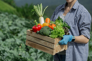 Organic farmer in a vegetable field holding a wooden box of beautiful freshly picked vegetables, Organic vegetables and healthy lifestyle concept.