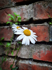 Wall Mural - Camomile flower closeup