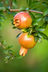 Pomegranate tree, pomegranate fruit, healthy and organic food.