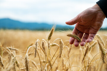 Wall Mural - Farmers hand gently touching a golden ripe ear of wheat