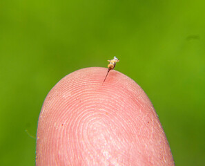 Bee stings a man. 
To protect bee uses the poison that admits into body of aggressor with a thin sting. Abandoned bee sting in the human body makes movements, releasing a poison vial.