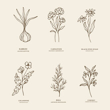 Hand Drawn Essential Oil Plants. Sketch Garlic, Carnation, Black-eyed Susan, Celandine, Dill, Comfrey