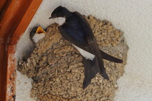 The Common House Martin (Delichon Urbicum), Northern House Martin, And House Martin Feeding Young Chick In The Nest