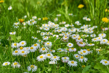 Daisies In The Grass,white Flowers On Grass With Shallow Depth Of Field
