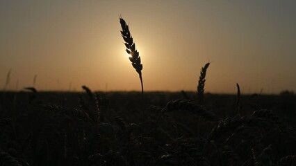 Wall Mural - Ripe wheat spikelets on golden field glowing by the orange sunset light. Industrial and nature background. Ukraine, Europe. UHD 4k video