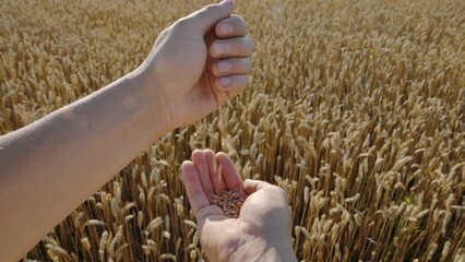 Wall Mural - Ripe wheat grains in agronomist hands on golden field glowing by the orange sunset light. Industrial and nature background. UHD 4k video