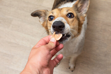 dehydrated carrots for dietary nutrition of dogs. dog gets a treat