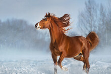 Horse Run In Winter Snow