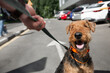 Dog in a collar on the background of the urban environment, sunlight, hot weather. Airedale Terrier breed.