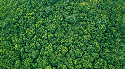 Wall Mural - Aerial top view forest tree, Rainforest ecosystem and healthy environment concept and background, Texture of green tree forest view from above.	
