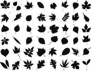 Wall Mural - silhouette leaves collection on white background isolated, vector