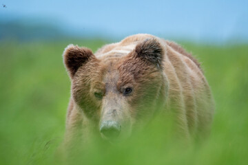 Wall Mural - Alaskan brown bear at McNeil River