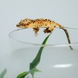 little gecko on the grass  crestedgecko