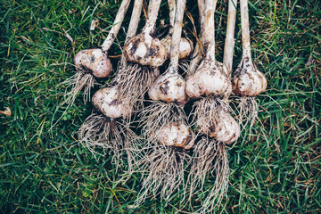 Wall Mural - Harvesting garlic in the garden. Freshly harvested vegetables.