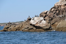 Sea And Birds On The Rocks
