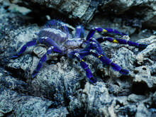 Poecilotheria Metalica Tarantula Big Spider